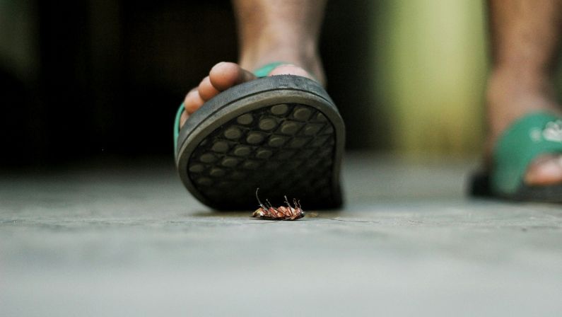 how to get rid of cockroaches how to get rid of cockroaches