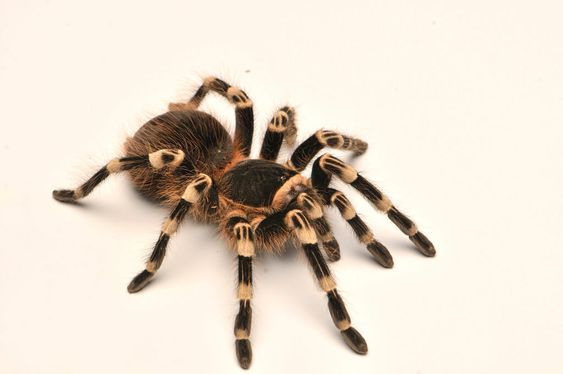 Keep spider out of your home keep spiders out of your home