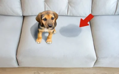 Blog Pet Stain Removal Services Nairobi