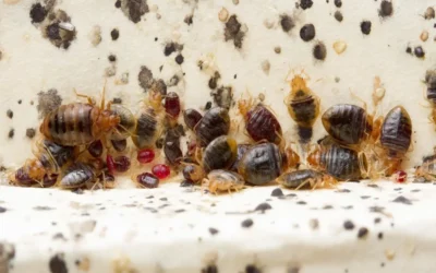Blog Bed bug treatment Nairobi