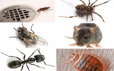 Blog Common Household Pests in Nairobi