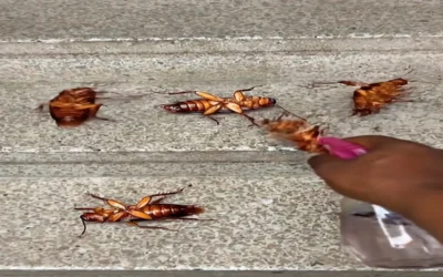 Blog How to Get Rid of Cockroaches in Nairobi