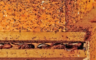 Blog Signs you need professional pest control