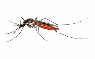 Blog Mosquito control tips for Nairobi homes