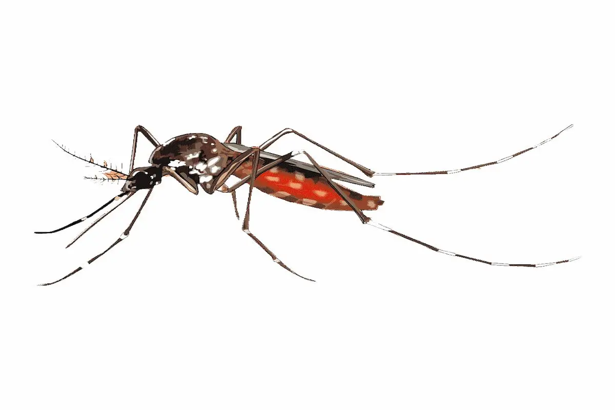mosquito control tips for Nairobi homes Mosquito control tips for Nairobi homes